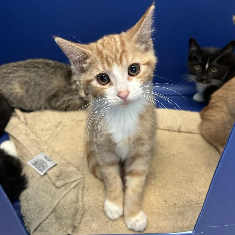 A baby small-sized male Orange / Red Domestic Short Hair cat named Robbie for adoption in Bristol, IN