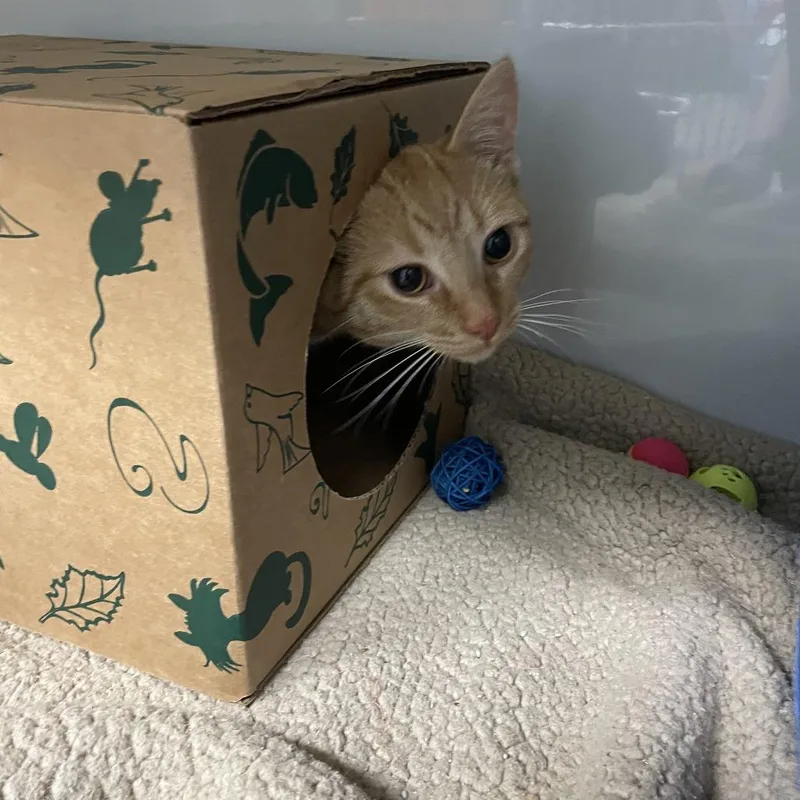 A young medium-sized male Orange / Red Domestic Short Hair cat named Phlox for adoption in Saint Charles, MO