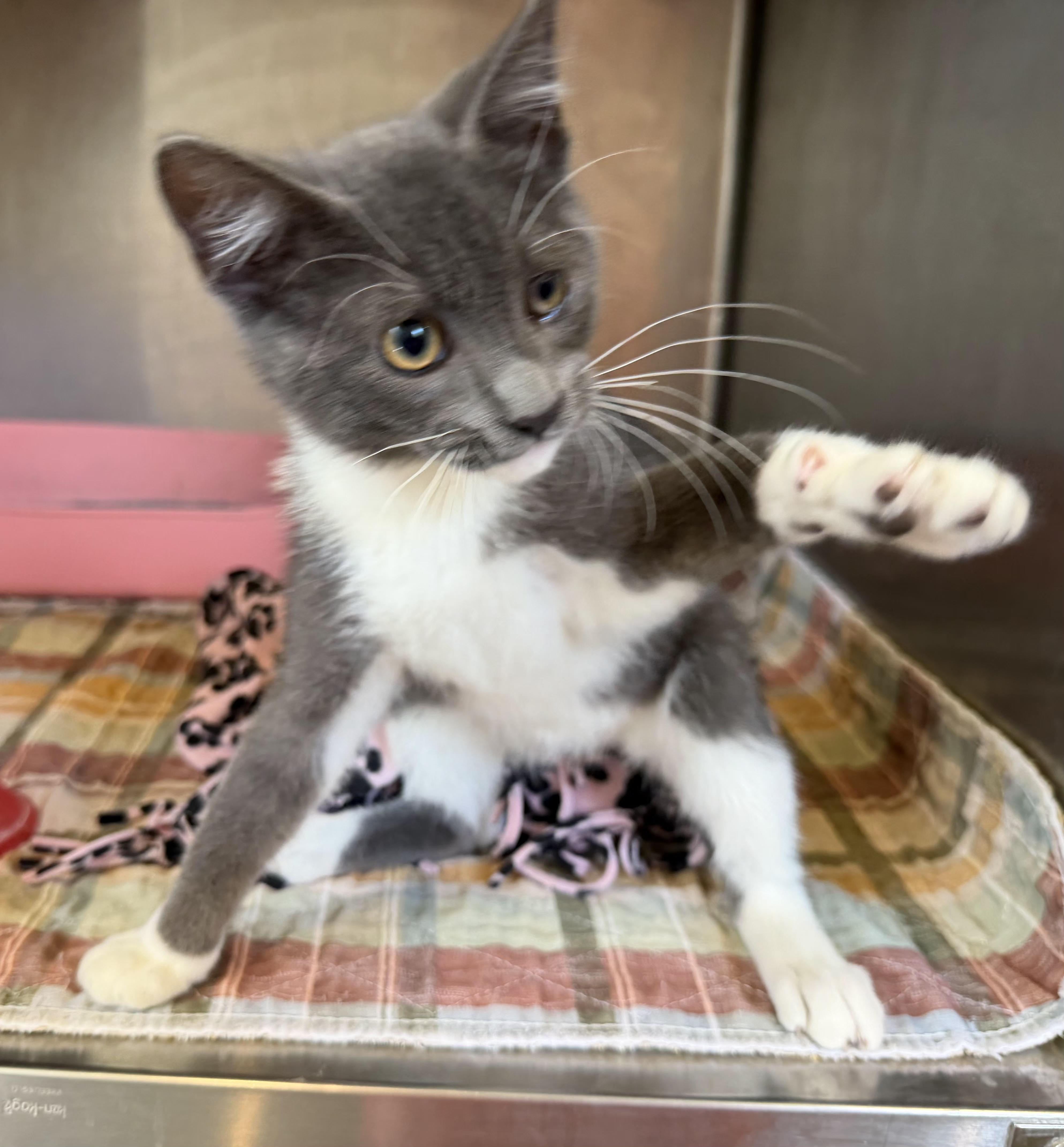 A baby small-sized male Gray & White Domestic Short Hair cat named Boots for adoption in Bloomsdale, MO