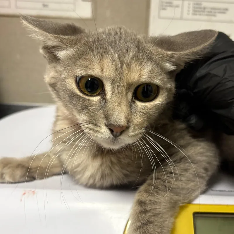 A young small-sized female Gray / Blue / Silver Domestic Short Hair cat named Dolores for adoption in Yuma, AZ