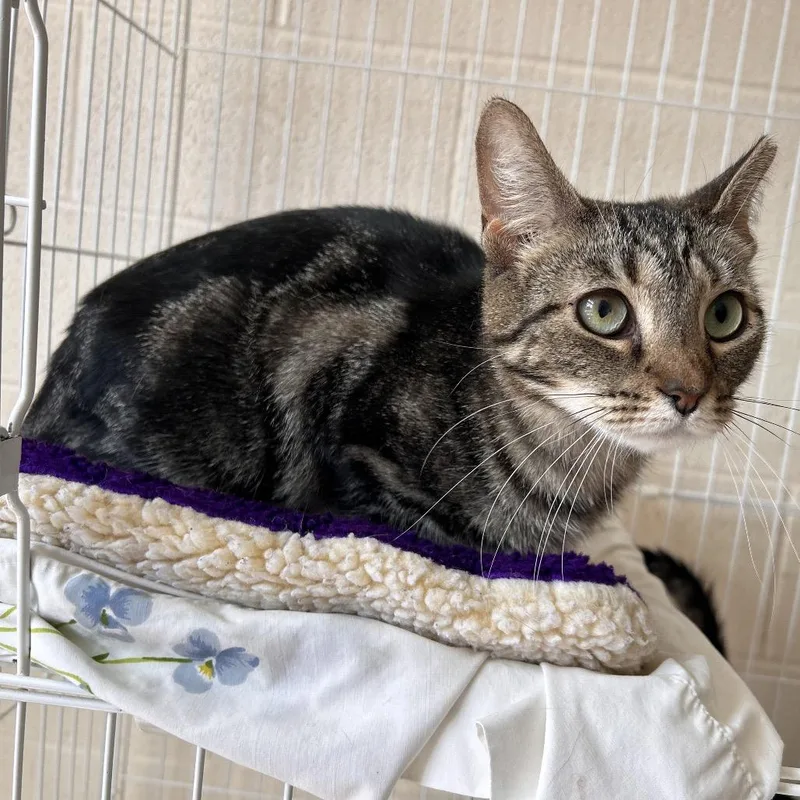 An adult medium-sized female Brown / Chocolate Domestic Short Hair cat named Kat for adoption in Waynesboro, PA