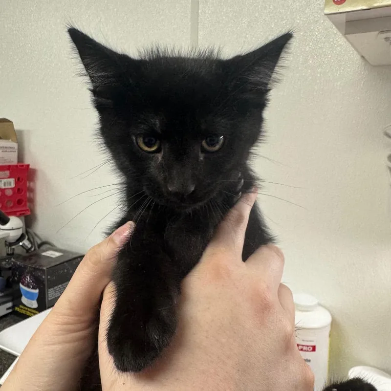 A baby small-sized male Black Domestic Short Hair cat named Coal for adoption in Shelbyville, IL