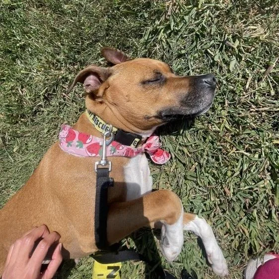 Mary Jane thumbnail 3