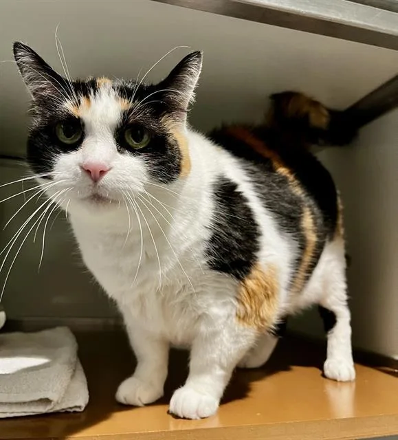 An adult medium-sized female Domestic Short Hair cat named Kisa for adoption in San Francisco, CA