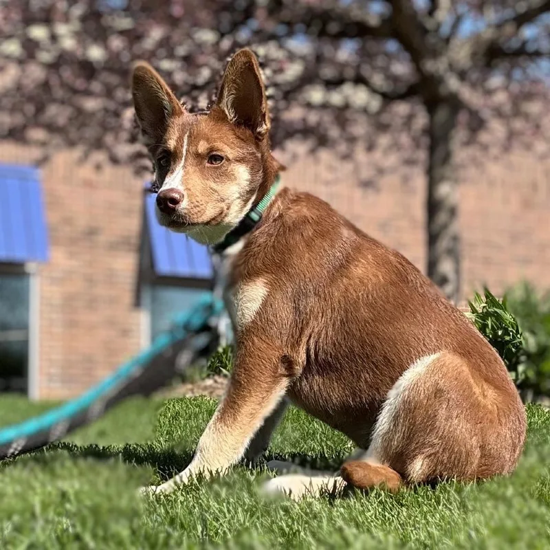 A baby medium-sized female Brown / Chocolate Husky dog named Rosita for adoption in South Elgin, IL