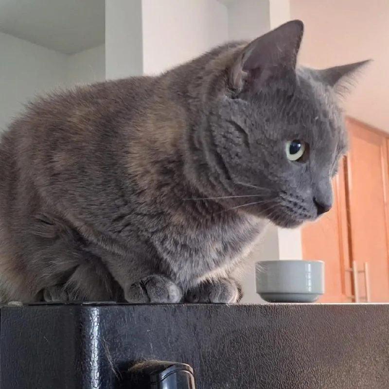 An adult large-sized female Tortoiseshell Domestic Short Hair cat named Poppy for adoption in Middleton, WI
