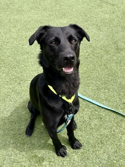 An adult medium-sized male Mixed Breed dog named Fenway for adoption in Westbrook, ME