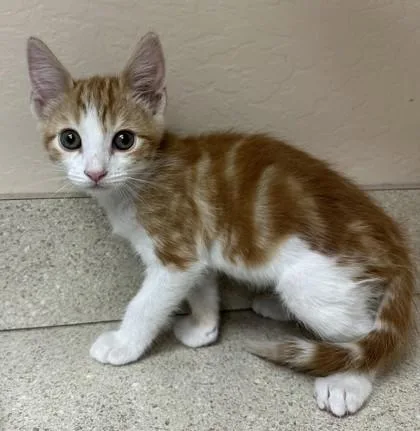 A young small-sized male Domestic Short Hair cat named Creamsicle for adoption in Phoenix, AZ