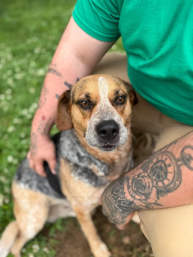 An adult medium-sized female Tricolor (Brown, Black, & White) Mixed Breed dog named Nuggy for adoption in Leitchfield, KY