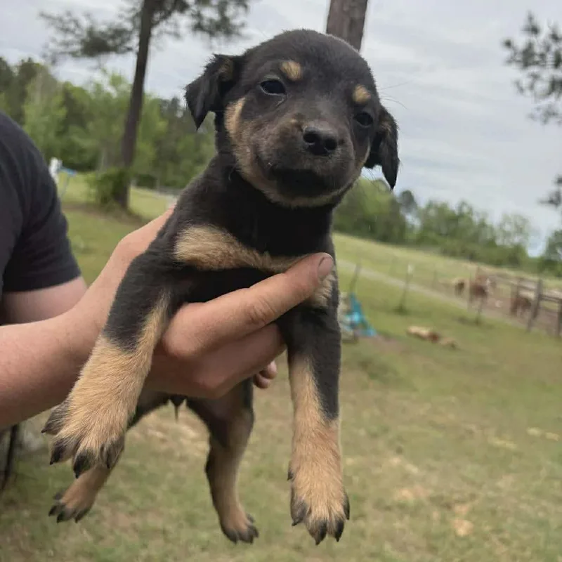 A baby medium-sized female Black Australian Cattle Dog / Blue Heeler dog named Coral for adoption in Phoenix, MD