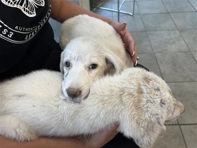 A baby small-sized female Labrador Retriever dog named Poppy for adoption in San Antonio, TX
