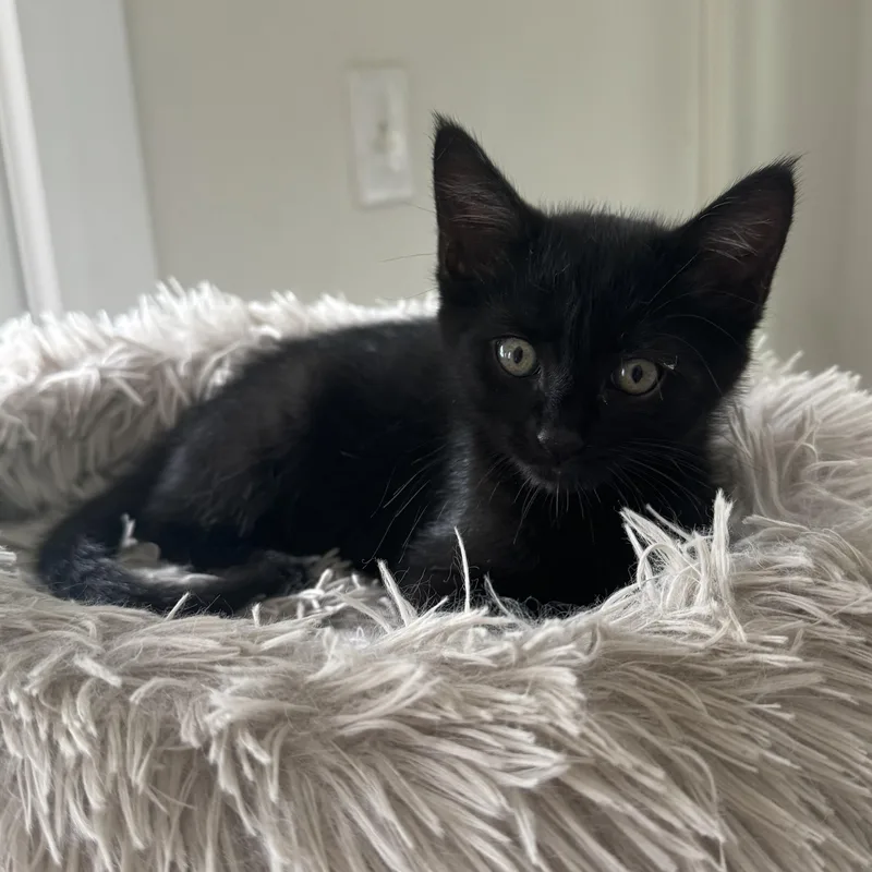 A baby small-sized male Black American Shorthair cat named Rye for adoption in Houston, TX