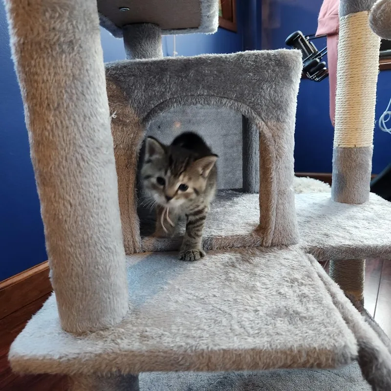 A baby small-sized female Brown / Chocolate Domestic Short Hair cat named Jillian for adoption in Carmel, IN