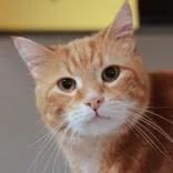 A senior large-sized male Orange & White Domestic Short Hair cat named Chubby for adoption in Hilliard, OH