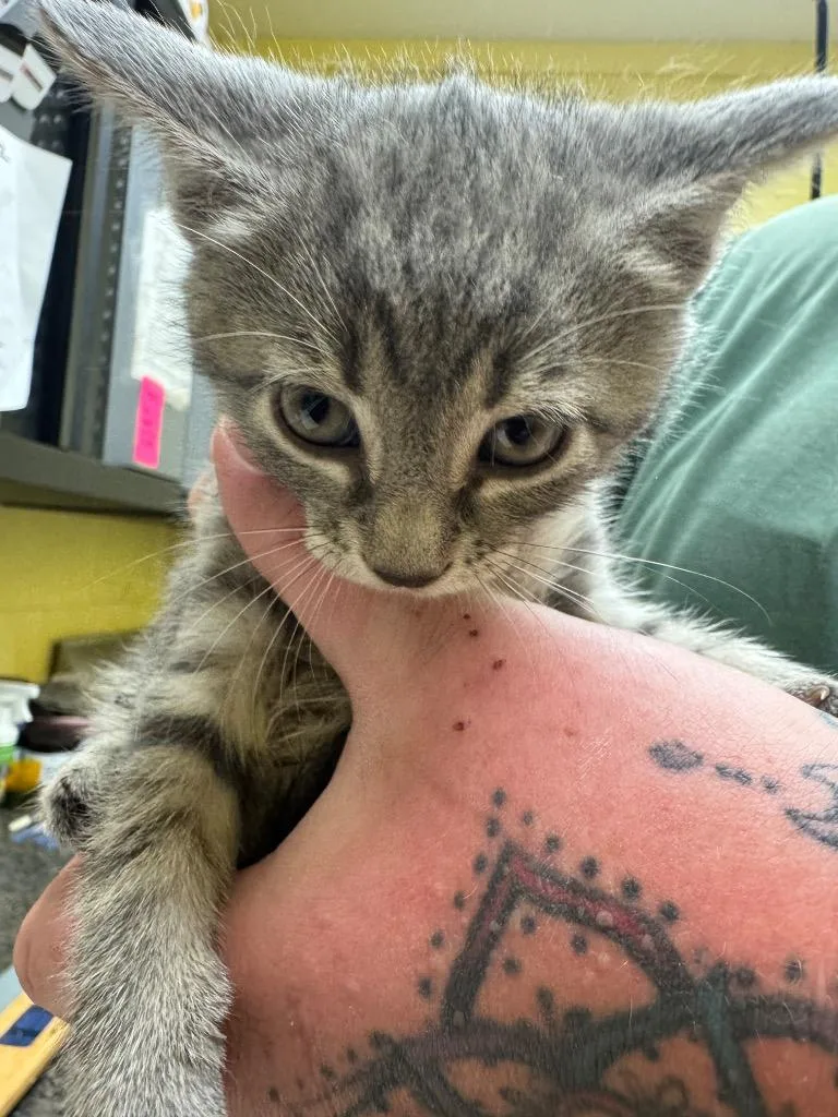 A baby small-sized female Domestic Short Hair cat named Swan for adoption in Crossville, TN