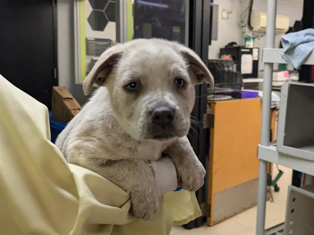 A baby medium-sized male Australian Cattle Dog / Blue Heeler dog named Pluto for adoption in Kent, WA
