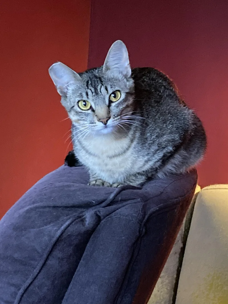 A baby medium-sized female Gray / Blue / Silver Domestic Medium Hair cat named Tribble and Trouble for adoption in Seattle, WA