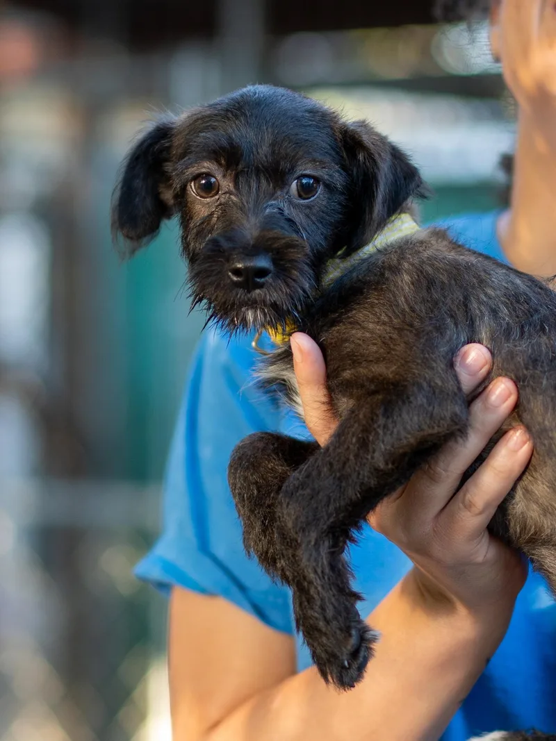 A baby small-sized female Terrier dog named Baby Butter for adoption in Fresno, CA