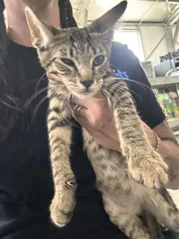 A baby small-sized male Domestic Short Hair cat named Miller for adoption in San Bernardino, CA