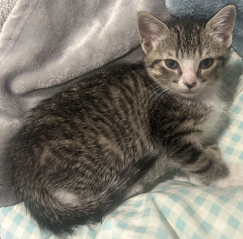 A baby small-sized male Tabby (Brown / Chocolate) Domestic Short Hair cat named Chidi for adoption in Grand Rapids, MI