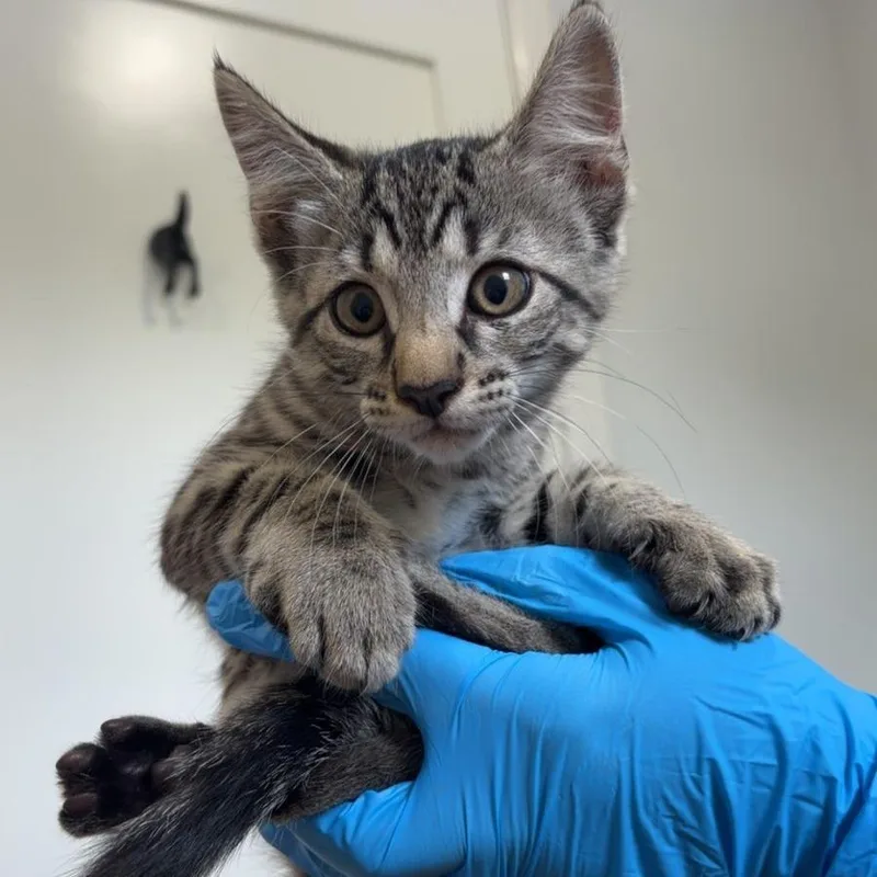 A baby small-sized female Black Domestic Short Hair cat named Jambalaya for adoption in Livingston, TX