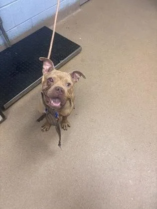 An adult large-sized male Mixed Breed dog named Roater for adoption in Chamblee, GA