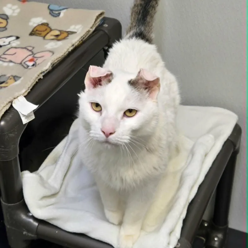 An adult large-sized male White Domestic Short Hair cat named Snowy for adoption in Watertown, WI
