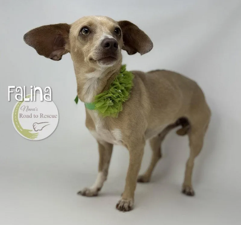 Falina thumbnail 2