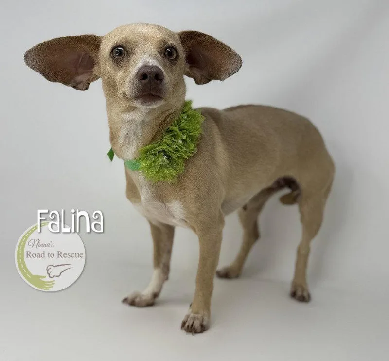 Falina thumbnail 3