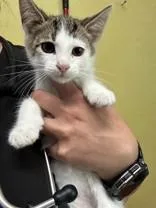A young medium-sized male Tabby (Brown / Chocolate) Domestic Short Hair cat named Indri for adoption in Manitowoc, WI
