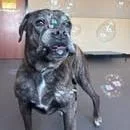 A senior small-sized female Brindle Bullmastiff dog named Mishka for adoption in Amarillo, TX