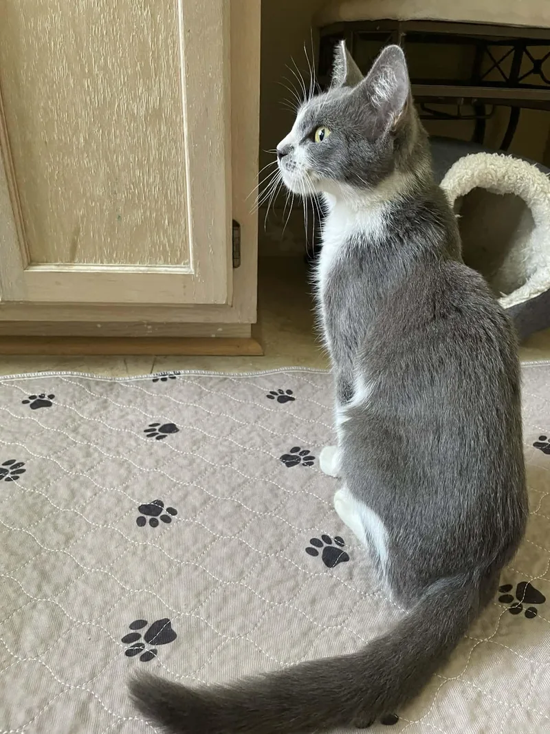A young medium-sized female Gray & White Domestic Short Hair cat named Tara for adoption in Jacksonville, FL