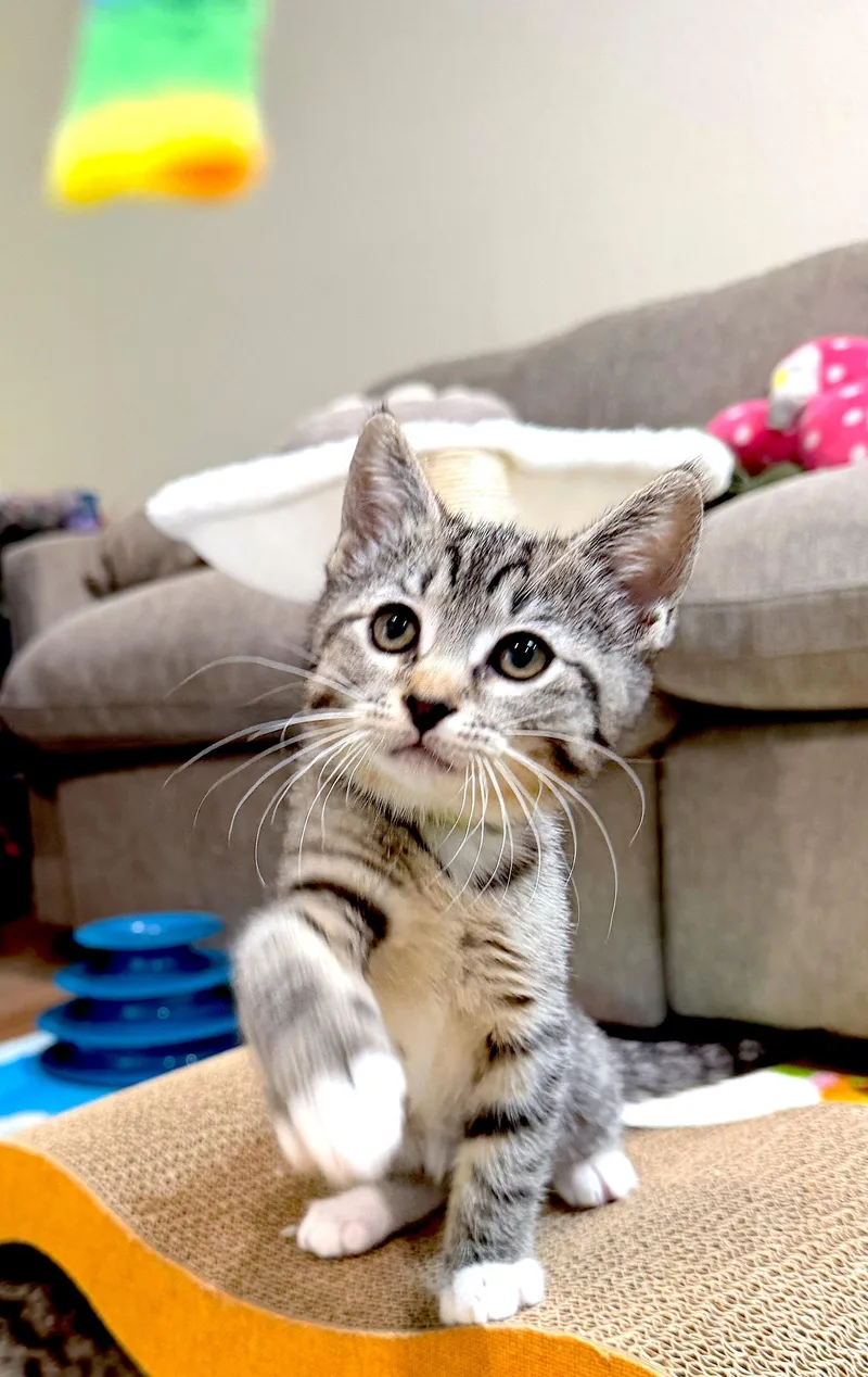 A baby medium-sized female Domestic Short Hair cat named Meadow for adoption in Fremont, CA
