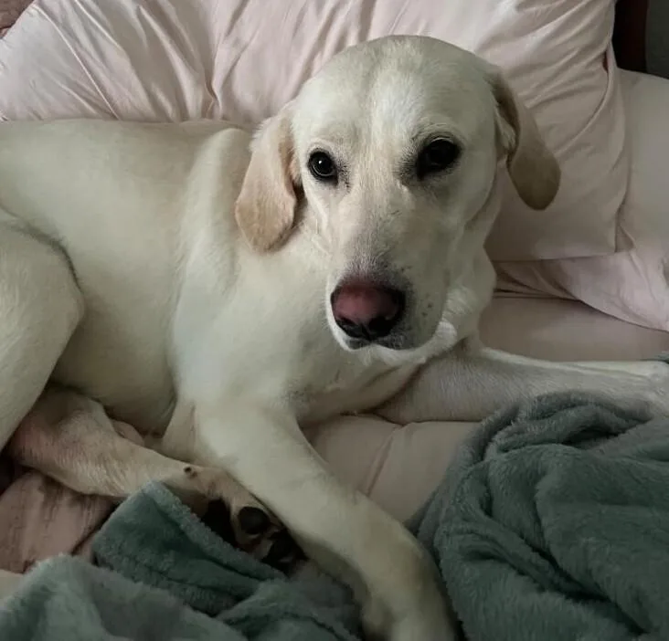 An adult medium-sized female Labrador Retriever dog named Marley for adoption in Dallas, TX