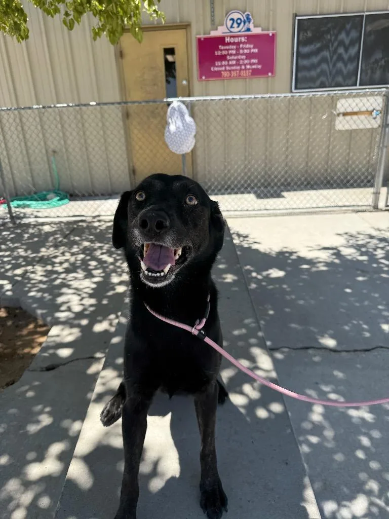 An adult medium-sized female Labrador Retriever dog named Ella for adoption in Twentynine Palms, CA