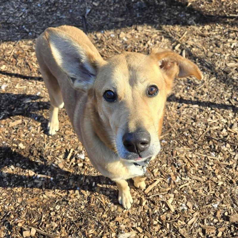 An adult small-sized male Yellow / Tan / Blond / Fawn Labrador Retriever dog named Jo Jo for adoption in Briarcliff Manor, NY