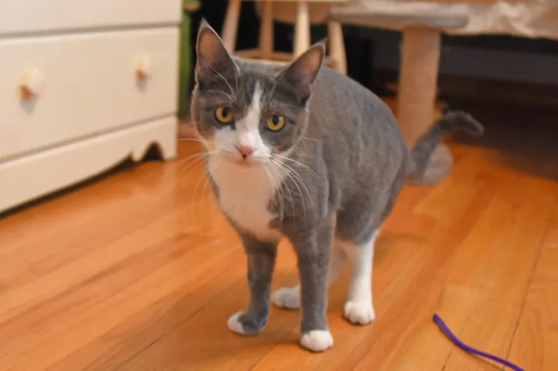 A young small-sized female American Shorthair cat named Opal And Agate for adoption in Johnstown, NY