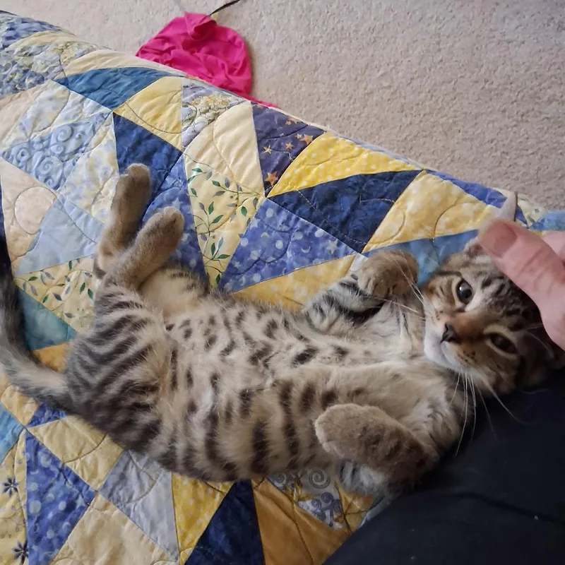 A baby small-sized male Tabby (Buff / Tan / Fawn) Domestic Short Hair cat named Nils for adoption in Warminster, PA