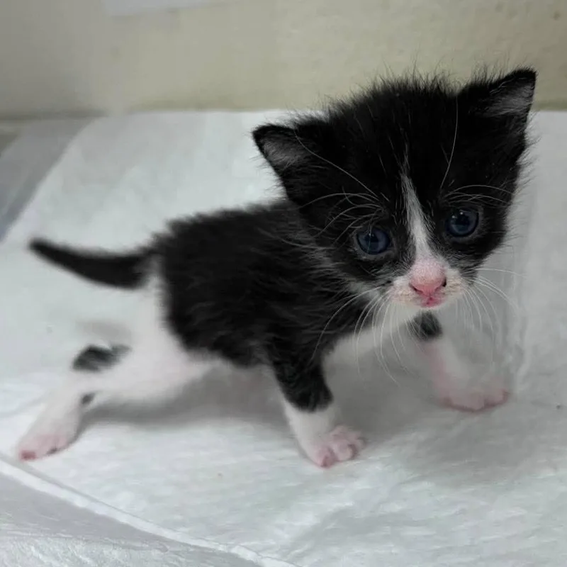 A baby small-sized female Black Domestic Short Hair cat named Arista for adoption in Bastrop, TX