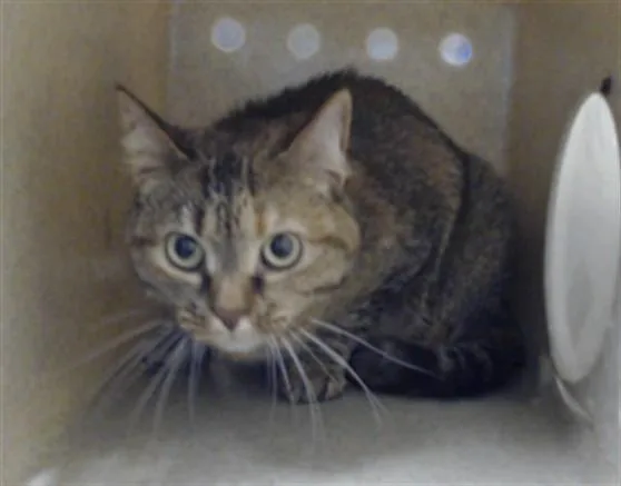 An adult medium-sized female Domestic Short Hair cat named Steela for adoption in Fayetteville, NC
