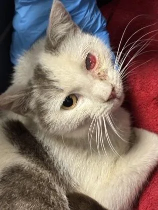 A young small-sized female Domestic Short Hair cat named Dottie for adoption in Fresno, CA