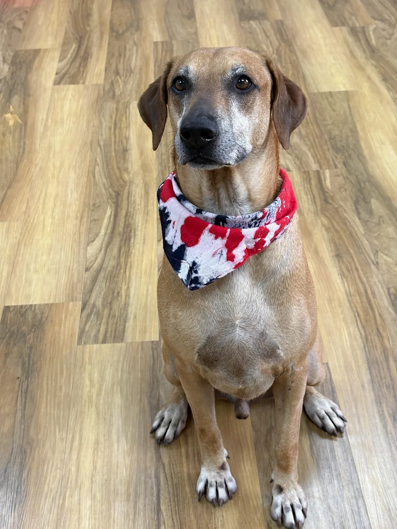 A senior large-sized male Labrador Retriever dog named FINN a charmer for adoption in Cypress, TX