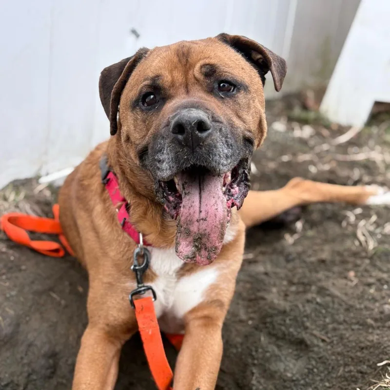 An adult large-sized male Brown / Chocolate Mixed Breed dog named Mojo for adoption in Enfield, NH