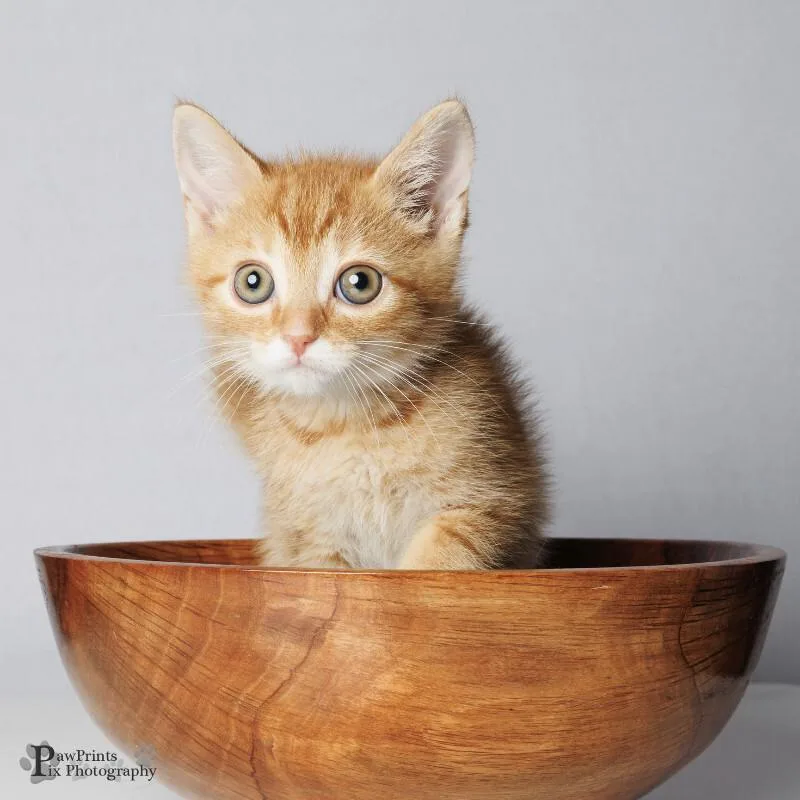 A young medium-sized male Orange / Red Tabby cat named Bug for adoption in Maryville, TN