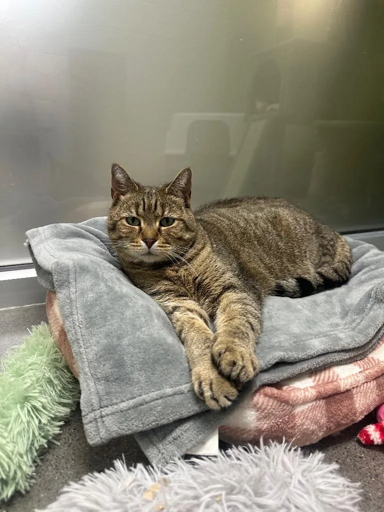 An adult medium-sized male Domestic Short Hair cat named Max for adoption in Johnson City, TN