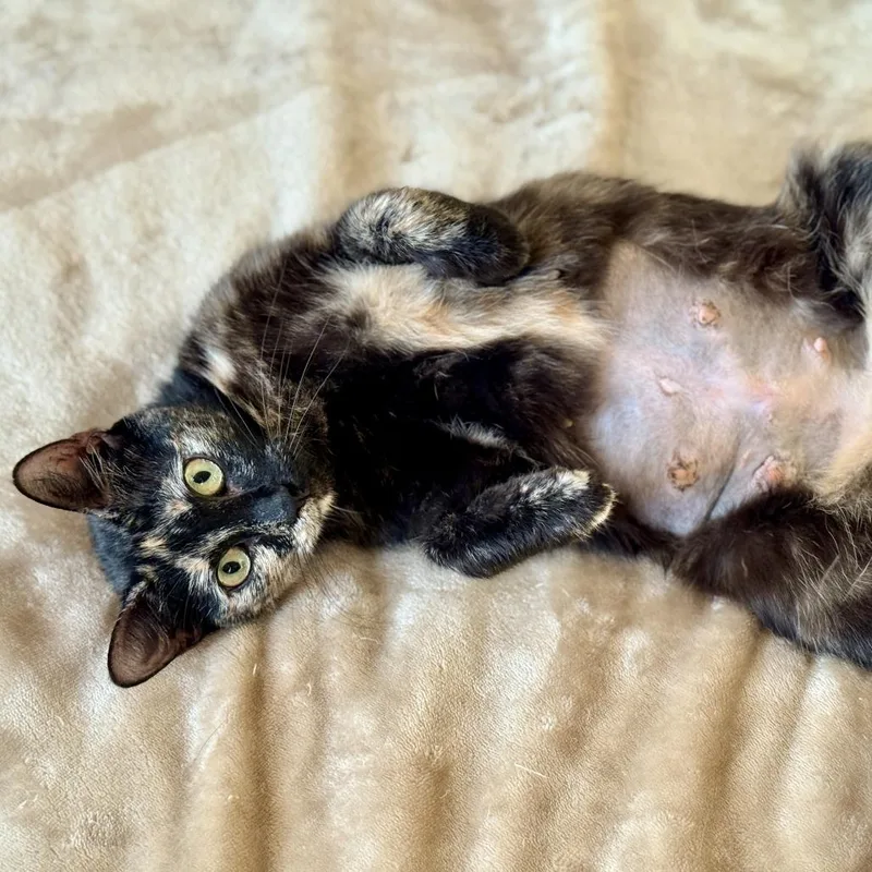 A young small-sized female Tortoiseshell Domestic Short Hair cat named Lyra for adoption in Los Angeles, CA