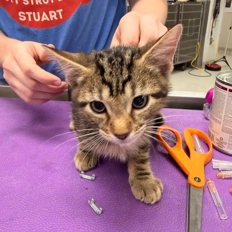 A baby small-sized male Brown / Chocolate Domestic Short Hair cat named Darwin for adoption in Indianapolis, IN