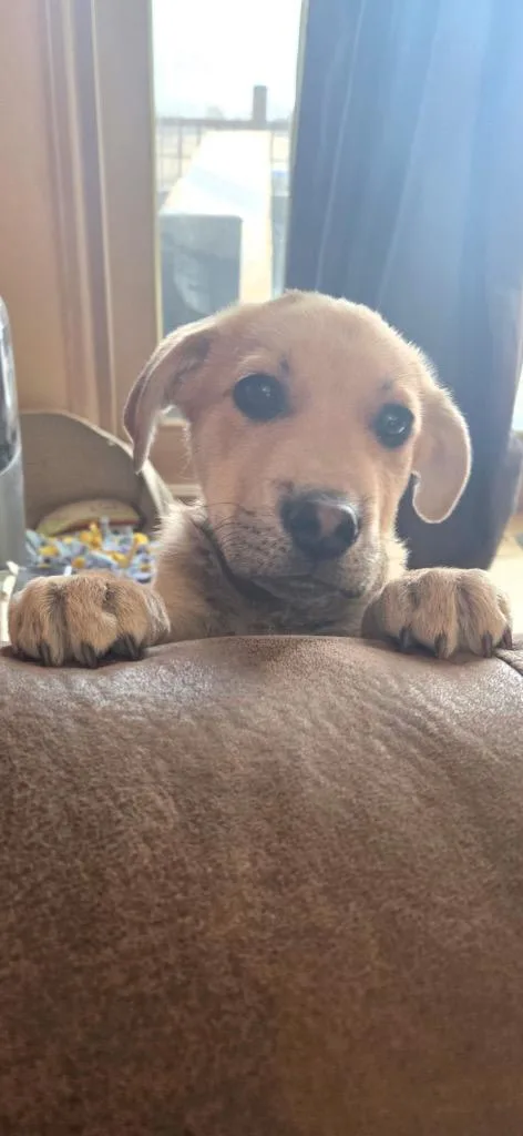 A baby medium-sized male Cattle Dog dog named Bjorn for adoption in Fort Lupton, CO