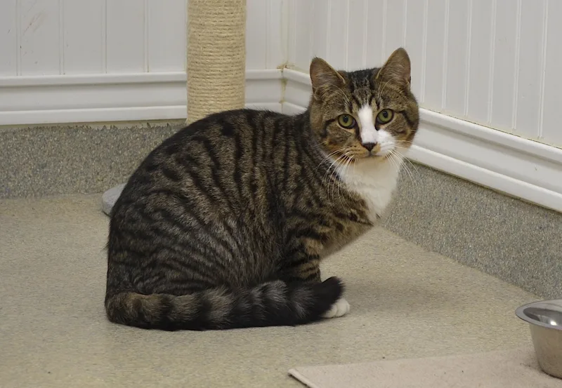A young medium-sized female Black & White / Tuxedo Domestic Long Hair cat named Sweetie  Missy  for adoption in Westbrook, CT