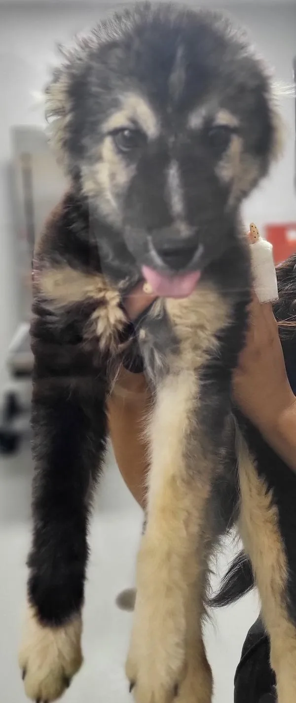 A baby small-sized male Siberian Husky dog named Nc Jj for adoption in Lawrenceville, GA